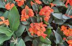 Paciorecznik indyjski (Canna indica)