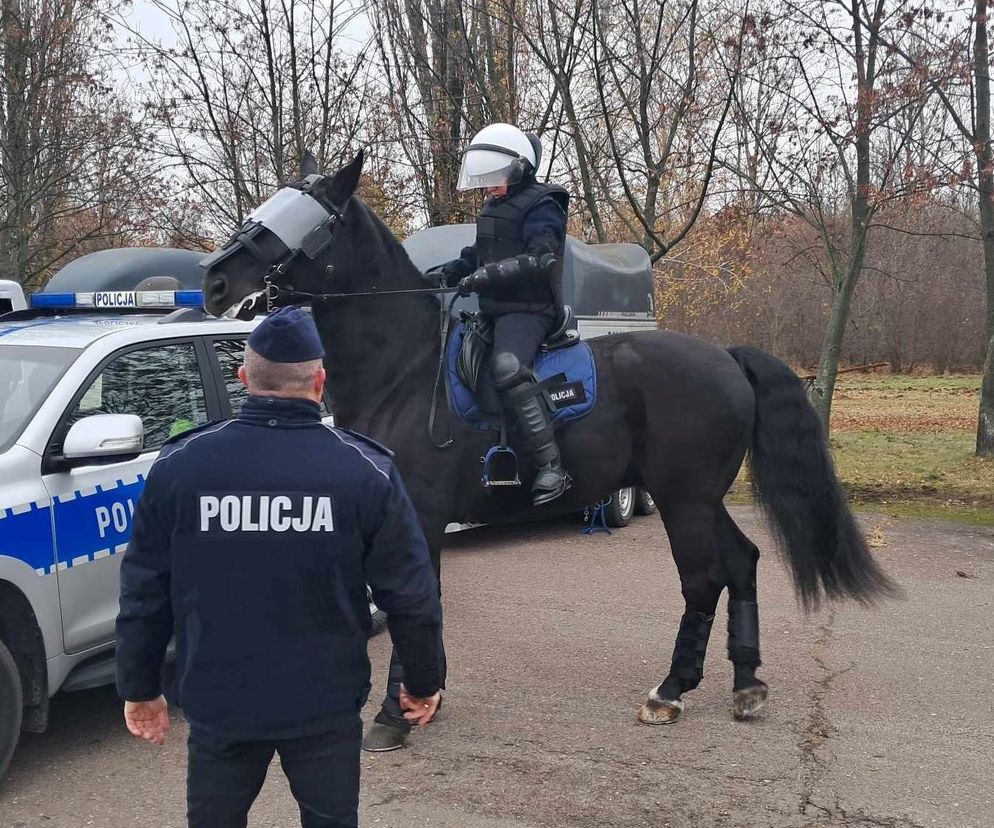 Atestacja koni służących w łódzkiej policji i straży miejskiej