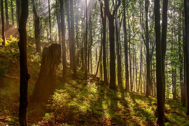 Bieszczady