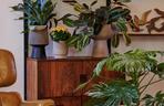 Maranta