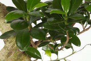 Bonsai Ficus Ginseng