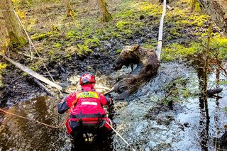 Łoś utkwił w bagnie po uszy! Z pomocą ruszyli strażacy