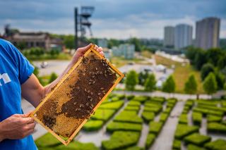 Katowickie pszczoły są bardzo pracowite. W tym roku udało się, dzięki nim, pozyskać ponad 120 kg miodu