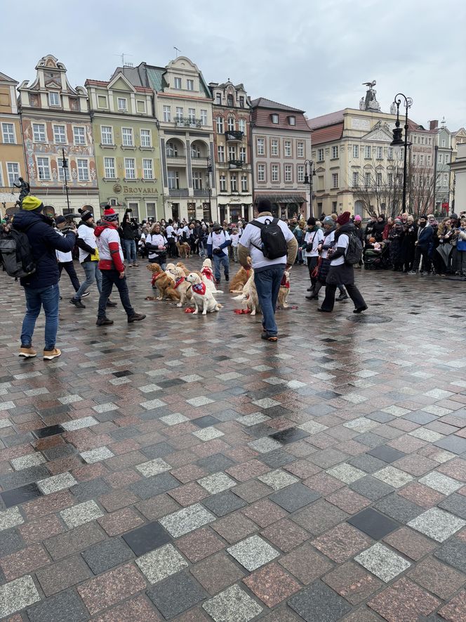 Golden Retriever WOŚP w Poznaniu