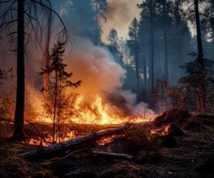Zagrożenie pożarami w lasach. Tam jest najgorzej. IMGW ostrzega