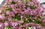 Loropetalum chińskie