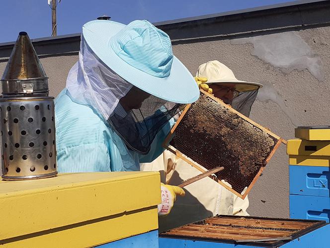 Miejskie pszczoły na wagę złota. Za nami kolejne miodobranie w Toruniu [ZDJĘCIA, WIDEO]