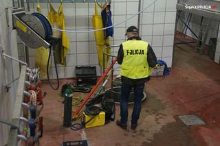 Zagłodzone i brudne konie były niehumanitarnie mordowane? Policjanci skontrolowali hodowlę w Wodzisławiu Śląskim [ZDJĘCIA]