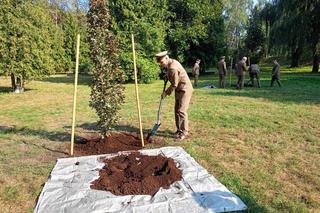 Zasadzili młode drzewka na Skwerze Leśników Polskich w Siedlcach