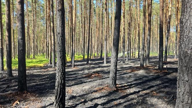 Pożar w Borach Tucholskich. Park Narodowy ostrzega! "Występuje duże zadymienie"