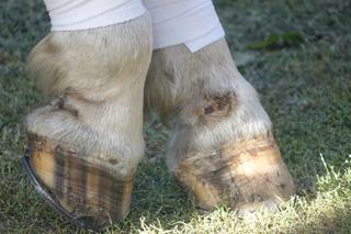 Poranione konie SKRZATUSZ