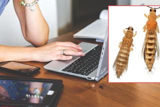 Maleńkie robaki mogą zniszczyć urządzenia. Lepiej sprawdź swój dom! 