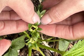 Świętokrzyscy rolnicy liczą straty po przymrozkach