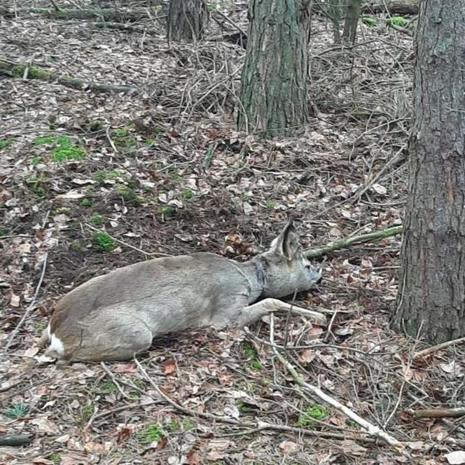 Kłusownik w Nadleśnictwie Skwierzyna