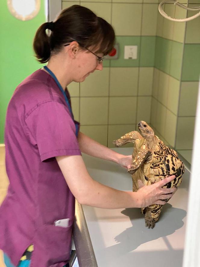 Żółw lamparci trafił do lecznicy w Przemyślu