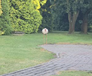 Kajtek bocian podwórkowy