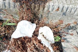 Pan Waldemar: Menele robią kupę na mój grób rodzinny