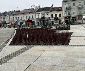 Zielona rewitalizacja Rynku w Kielcach. Jakie są postępy prac?