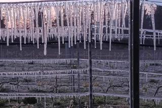 Ogromne straty rolników i sadowników. Kwietniowe mrozy zniszczyły całe plantacje. „To był kataklizm”