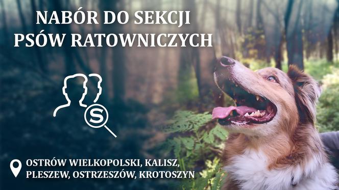 Grupa Poszukiwawczo-Ratownicza Szukamy i Ratujemy wznawia nabór do sekcji psów ratowniczych 