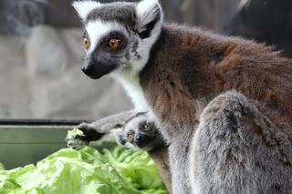 W Warszawskim ZOO urodził się lemur