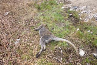 Kangurzyca Stefania nie żyje