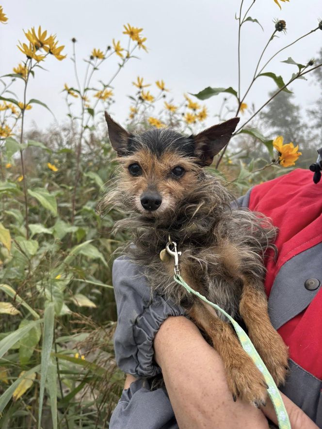 Tak dużo kotów dawno tam nie było. Schronisko w Henrykowie koło Leszna zaprasza na dni otwarte
