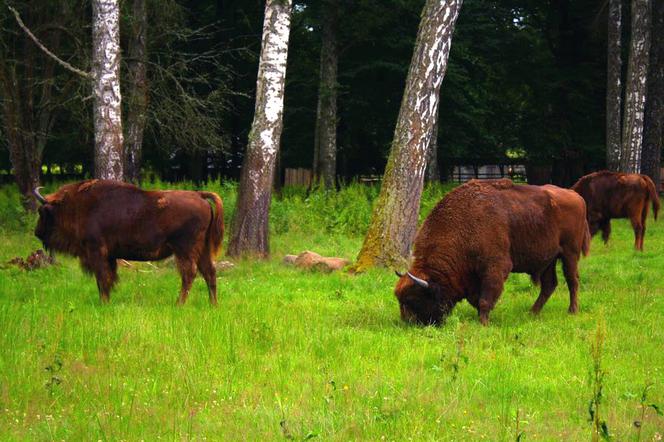 Białowieski Park Narodowy