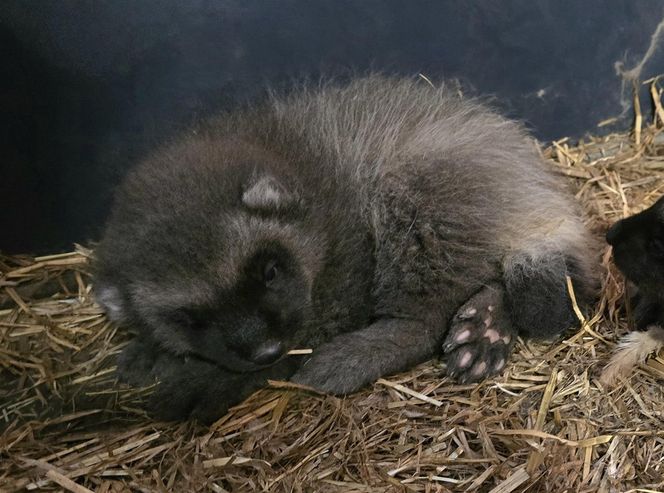 Rosomakowy baby boom w Śląskim ZOO! Radosna nowina dla miłośników zwierząt