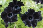 Petunia Black Velvet