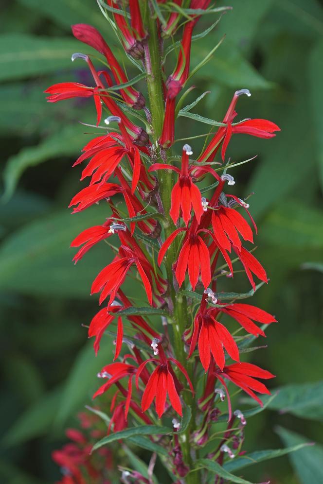 Lobelia szkarłatna