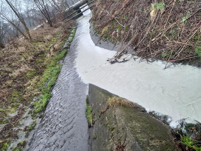 Woda w łódzkiej Olechówce ZOSTAŁA ZATRUTA! Odkryto, kto to zrobił!