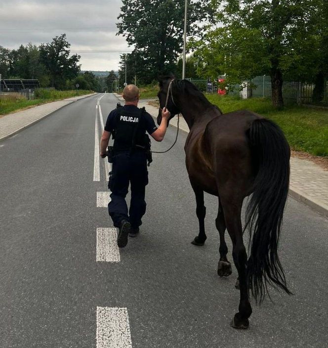 Przy drodze w pow. puławskim na Lubelszczyźnie biegały konie
