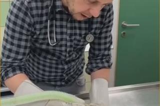 Wściekł się, bo wybudzili go ze snu