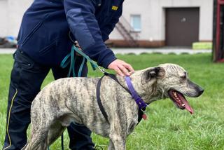 Pies w straży miejskiej