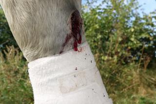 Poranione konie SKRZATUSZ