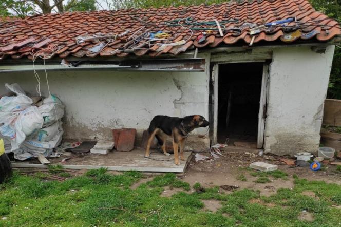 Właściciele się wyprowadzili, a psy zostały same! Horror zwierząt w Bisztynku [ZDJĘCIA]