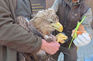  Ptak miał uszkodzony mięsień udowy. Dziś cieszy się wolnością
