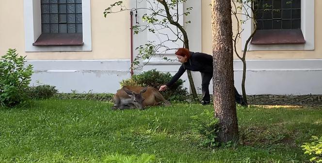 Śląskie: Egzamin ósmoklasisty zakłóciło wtargnięcie jelenia na teren szkoły