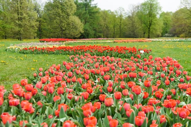 Tysiące tulipanów zakwitło na majówkę! Jednak zobaczyć je możecie tylko tak