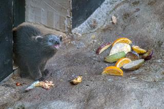 Baby boom w Orientarium ZOO Łódź. Weź udział w konkursie na imiona dla maluchów!