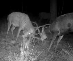 Pojedynek jeleni przed kamerą w lesie pod Częstochową