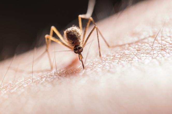 Te osoby komary gryzą częściej! Nie bez przyczyny. Sprawdź 7 powodów! [GALERIA]