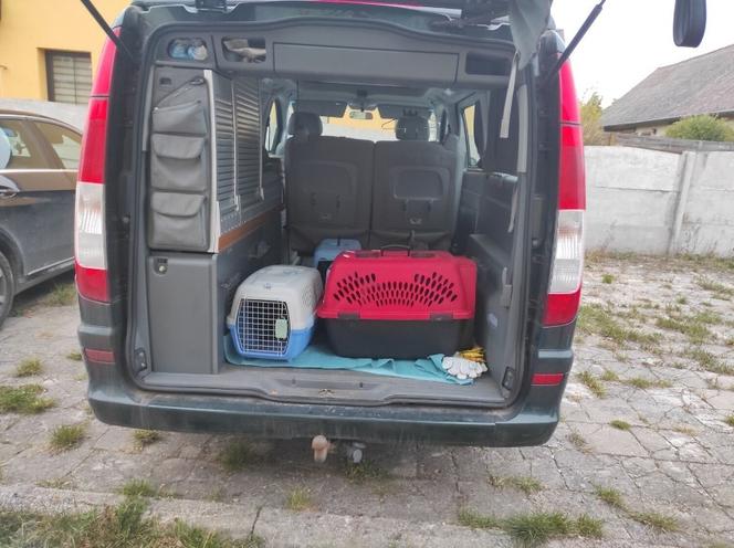 TOZ ratuje koty, których właścicielka zginęła w wypadku