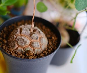 Dioscorea elephantipes