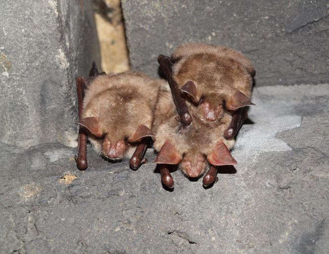 Wieża dla nietoperza. Pierwszy taki obiekt w Polsce powstaje na Podkarpaciu