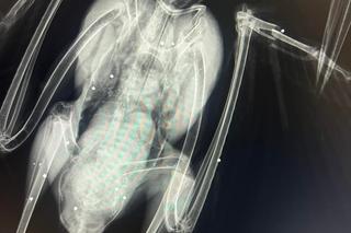 Zwyrodnialcy strzelają do bocianów [GALERIA}