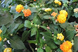 Lantana pospolita - Lantana camara