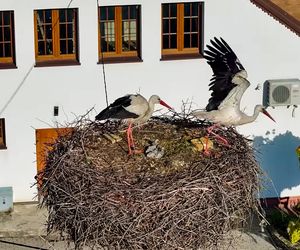 Bocian Krutek z Krutyni: od samotnika do samca alfa.