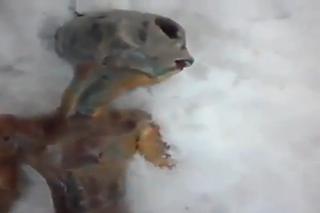 Znaleźli kosmitę na Syberii